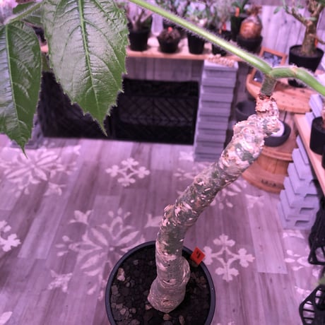cyphostemma  bengal《L  size》※株元どっしり構えの流通なき激希少種‼︎balanceも良き綺麗な樹形&柔らかな葉※mad black pot植え