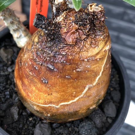 pachypodium gracilius《大きめM size》※現地球株発根済※成長点潰れ&ワイルド現地焼け肌‼︎子孫繁栄意識高く胴吹き枝の装いが堪らない良樹形※mad black pot植え