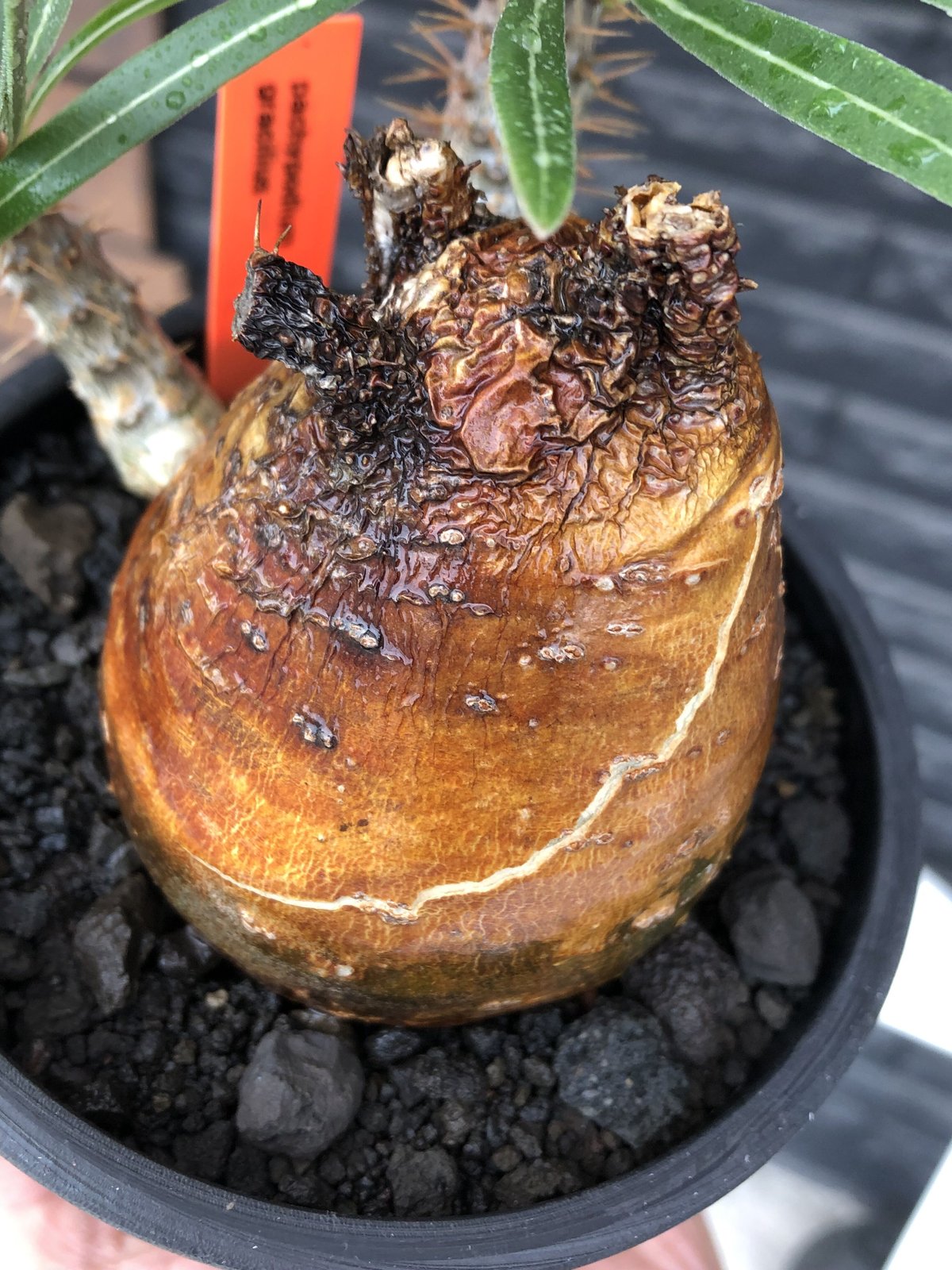 巨大　パキポディウム マカイエンセ　発根済み 現地球・発根済】パキポディウム マカイエンセM 鉢付き 塊根植物