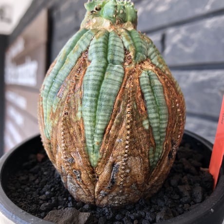 euphorbia obesa  old《L size 》※現地球株発根済※極木質化が進みビンテージ感強き年代物なワイルドオベサ‼︎※mad black bowl pot植え