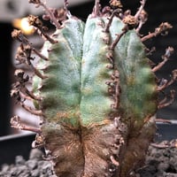 adenia globosa《L size》※現地球発根済株※大変良きぼってり樹形