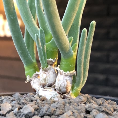 monilaria pisiformis《S size》※現地球発根後店主国内管理2年株※モニラリア属（激希少最上位種）冬型caudex※mad black pot植え
