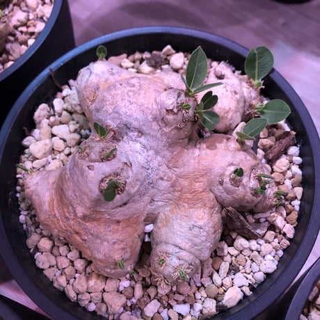 packypodium  brevicaule  恵比寿笑い《M  size》丁度良いsize感