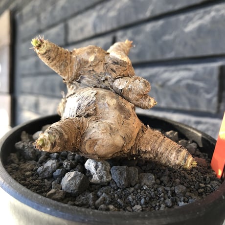 euphorbia  itremensis 《L size》※現地球発根後店主国内管理5年株※極太塊根を持ちweight低く大変将来有望な良樹形※mad black bowl pot植え