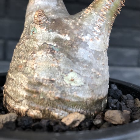 pachypodium  gracilius《S size》希少ニ頭枝美株※現地球発根済株※店主国内管理2年株※極balanceな樹形にニ頭枝なかわいいグラキ※mad black pot植え