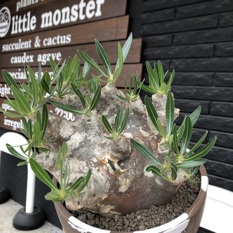 pachypodium brevicalyx 《XL size》※現地球株発根済※bigサイズ‼︎低重心半端なき枝振りも堪らない※brown marble bowl pot植え