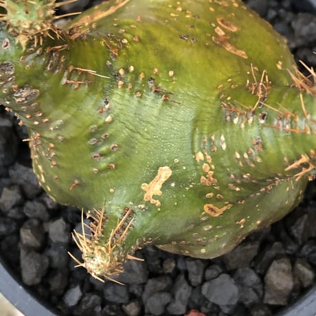 pachypodium  gracilius《M size》驚愕‼︎激希少株※現地球発根後店主国内管理2年株※greenを通り越したヤバすぎる渾身の一期一会株※mad black pot植え