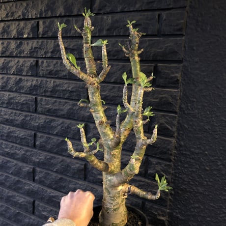 tylecodon  paniculatus《L L size》店主国内管理9年株※かなり立派なパニク‼︎大変威勢よく動き始めてます‼︎※希少size‼︎