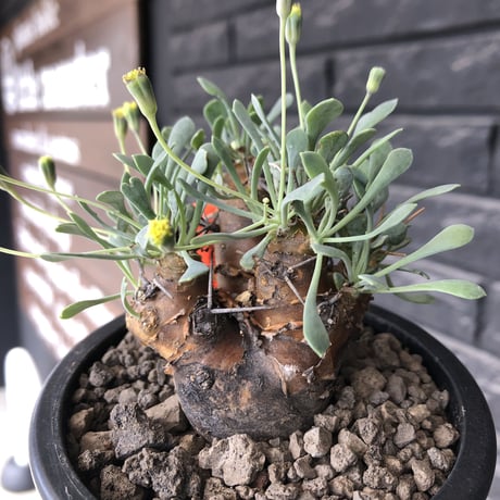 othonna  euphorbioides《M size》※現地球発根後店主国内管理3年株※株元は太く綺麗目肌の持ち主‼︎※mad black pot植え