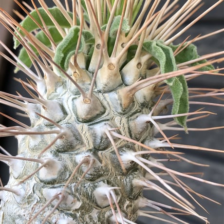 pachypodium  namaquanum 光堂《L size》littmon seed🌱※激希少‼︎ぼってり大きめ光堂‼︎時間かけ大切に育てた渾身の一株※mad  black pot植え