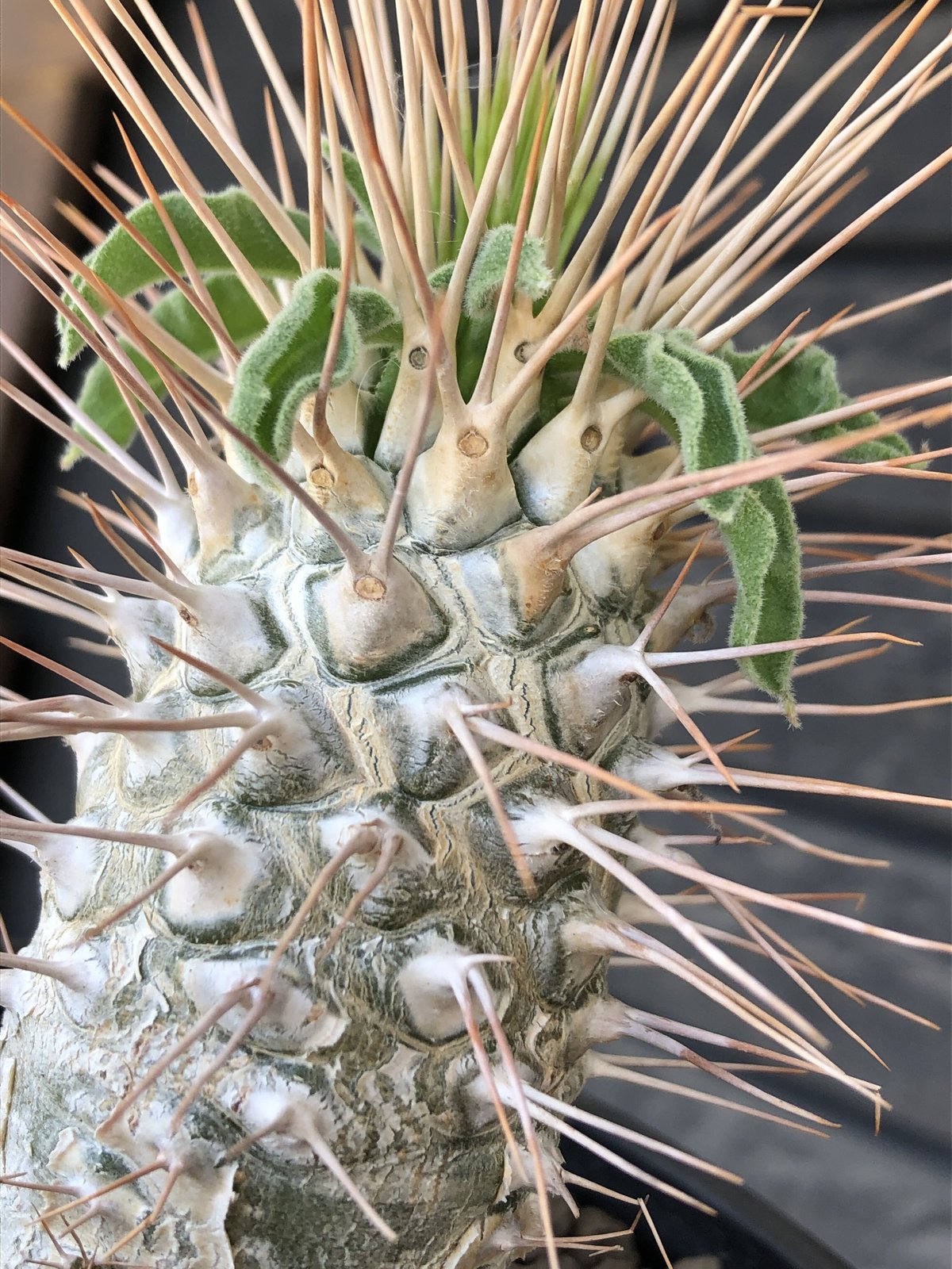 pachypodium namaquanum 光堂《L size》littmon seed🌱