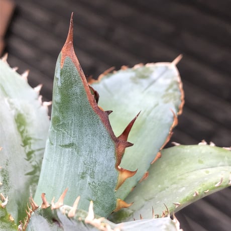 agave titanota blue《小さめM size》選抜株※現地球株発根済※今季の成長が楽しみな纏まり締まりも良き一株‼︎※mad black pot植え