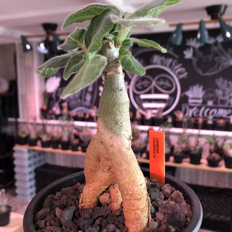 uncarina  roeoesliana《M size》※大変良き株元樹形の上、短枝となりbalanceも抜群株‼︎※mad black pot植え