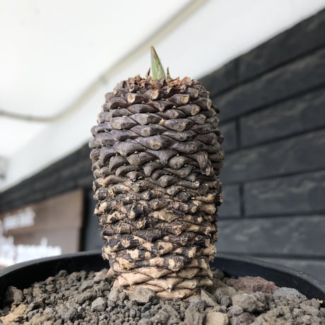 euphorbia bupleurifolia《小さめL size 》※現地球発根後店主国内管理5年株※可愛さカッコよさの二面性＆下部木質化の味深き一株※mad black pot植え