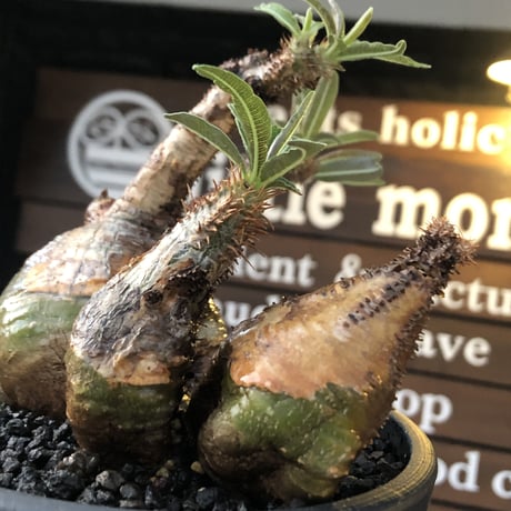 pachypodium gracilius 《L size》希少‼︎green肌&極現地焼け3-he'd株※現地球発根後店主国内管理3年株※全てが堪らない低重心3分頭※black bowl pot植え