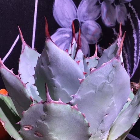 agave  parryi  var,huachucensis（M size）※女性にも人気agave‼︎※mad black pot植え