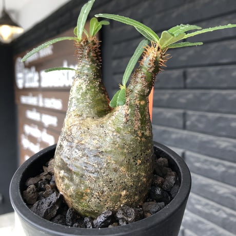 pachypodium gracilius《小さめM size》希少green肌&二頭枝※現地球発根後店主国内管理2年株※大変ぼってり感も強く纏まり良き良樹形グラキ※mad black pot植え
