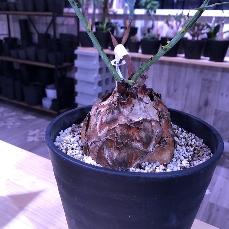 エンセファラルトス・ホリダス まん丸塊根径12㎝ 塊根植物