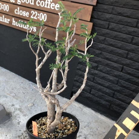 senna  meridionalis《L size》