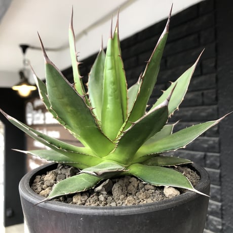 agave horrida《大きめM size》※現地球発根後店主国内管理2年株※締まり&樹形balance良きホリダ※mad black bowl pot植え