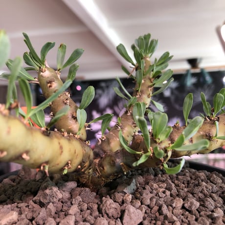 sarcocaulon patersonii《 L size》※今や希少且つ今後輸入厳しい南アフリカ物‼︎gapあるピンク花大輪を咲かす冬型人気者‼︎良枝振り樹形※浅鉢植え
