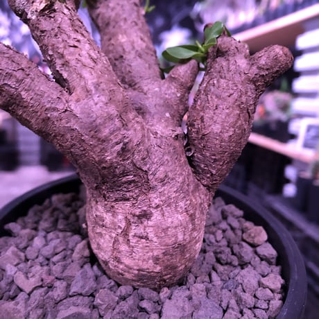 euphorbia  itremensis 《大きめM size》個体差の激しい樹形とmad質な葉&表皮colorが魅力で堪らない人気者※mad black pot植え