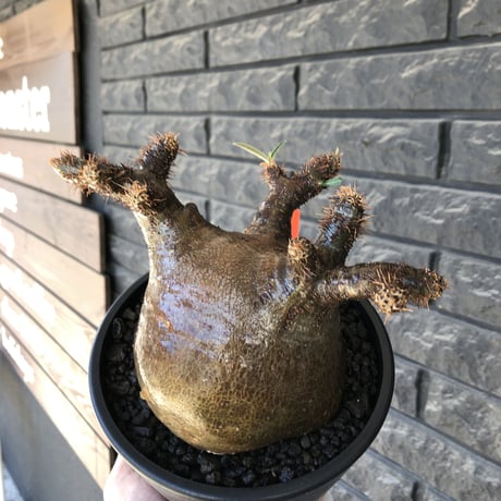 pachypodium gracilius《 L size》偏平&極ぼってり樹形に現地焼け肌※現地球発根後店主国内管理2年株※bigで最高にweight低き装い※mad black pot植え
