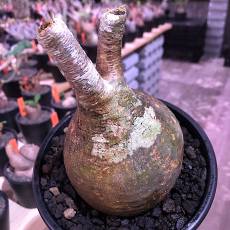 packypodium  gracilius《大きめM size》一部グリーン肌※現地球発根済株※店主国内管理3年株※特化した肌colorにweight低き球体株な装い※mad black pot植え