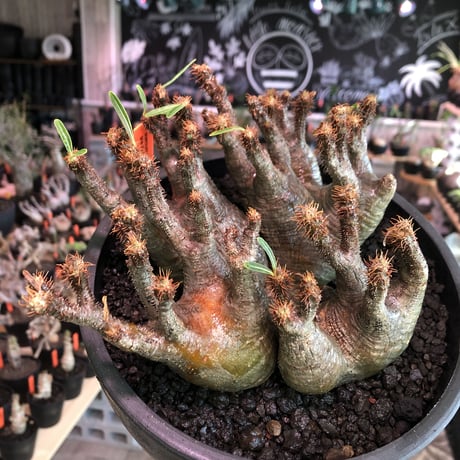 premium pachypodium gracilius 7he'd株※現地球発根済株※店主国内管理3年株※群生株と称しても過言でない程エグく‼︎渾身の一株※mad black bowl pot植え