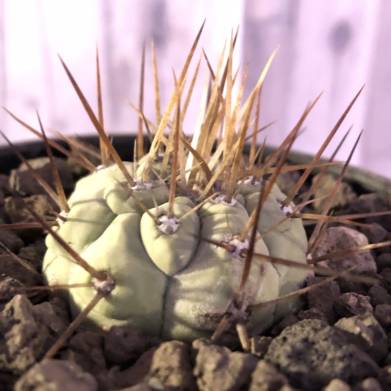 copiapoa cinerea 長刺白棘黒王丸《大きめS size》希少※現地球株カキ