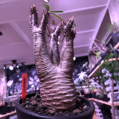 packypodium  gracilius《M  size》※現地球発根済株‼︎※しっかり発根したボコボコ&筋筋強きbalance良きグラキ‼︎※mad black pot植え