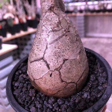 packypodium  gracilius《M  size》※現地球発根済株‼︎※A面は恐竜の卵柄が入り、B面は現地焼けのある小さめでもぼってり🥚卵型樹形‼︎※mad black pot植え