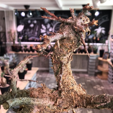 commiphora   humbertii《 L size》※発根済み株  男前な佇まい