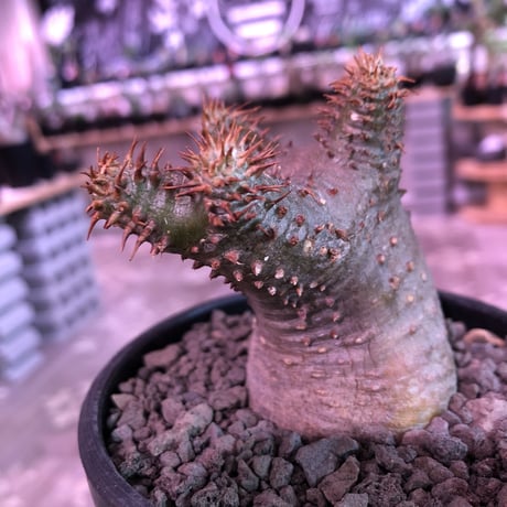 packypodium   makayense《S size》※現地球発根済株‼︎ ※透けたグリーン肌質に&赤みの強い棘が堪らないでっぷり可愛いマカイ‼︎※mad black bowl pot植え