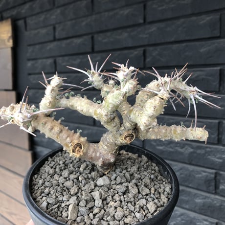 sarcocaulon crassicaule《L size》※現地球発根済株※店主国内管理4年株※良きサイズ感に鋭く赤味ある強刺に縮れ葉＆白花のギャップ萌えする良樹形※mad black pot植え