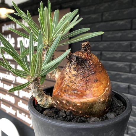 pachypodium gracilius《大きめM size》※現地球株発根済※成長点潰れ&ワイルド現地焼け肌‼︎子孫繁栄意識高く胴吹き枝の装いが堪らない良樹形※mad black pot植え