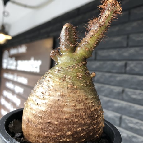 pachypodium gracilius《小さめM size》※希少‼︎極green肌ぼってり樹形※現地球発根後店主国内管理4年株※カラーも樹形も堪らない一株※mad black pot植え