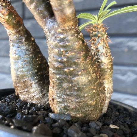 pachypodium gracilius《S size》希少green&赤肌&3-he'd株※現地球発根後店主国内管理3年株※男らしいwildな出立ち※mad black bowl pot植え