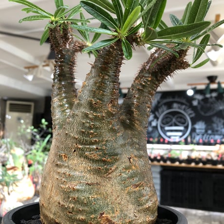 pachypodium gracilius《L size》※現地球株発根済※大きめで全方位A面な樹形バランス＆枝振りも抜群なgreen肌‼︎※black bowl pot植え