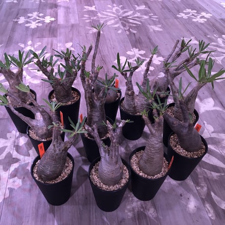 packypodium  gracilius《M size》※現地球株  発根済み株‼︎  丸めor良型株（限定12株）