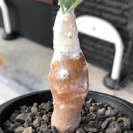 othonna cyclophylla《M size》※現地球株発根済※淡い冬型らしいカラーのギザギザ葉がかわいいシクロフィラ※black pot植え