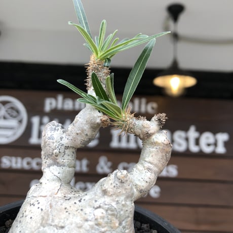pachypodium gracilius《大きめS size》※希少‼︎白肌株※現地球発根後店主国内管理2年株※絶妙な捻くれ枝振り&美しい純白が堪らない※mad black bowl pot植え