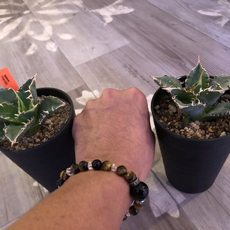 agave     titanota《S  size》from Europa  限定２株‼︎