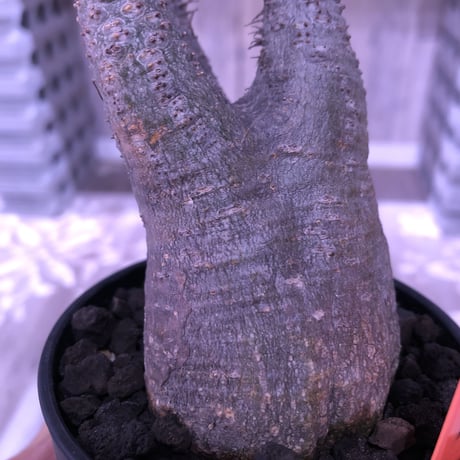 packypodium  gracilius 《M size》mad gray肌   現地球  発根済み株  mad black pot植え（限定①株）