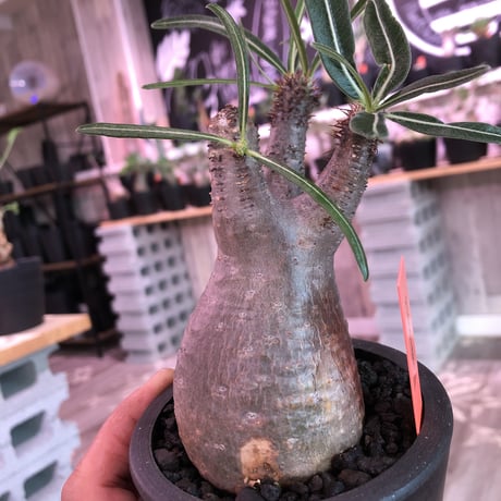 packypodium  gracilius《S size》※現地球発根済み株‼︎  （限定1株）※丸くツルツル肌にギャップのある株元の焼けが堪らないチビキリス※mad black pot植え