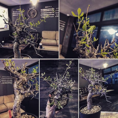 commiphora  foliacea《L size》希少株‼︎