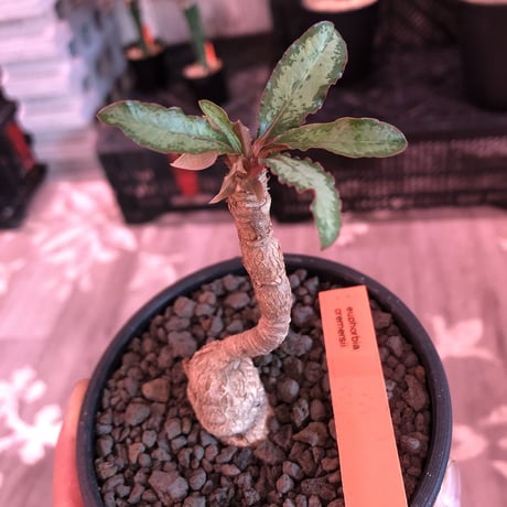 euphorbia cremersii《M size》※ぽっこり塊根&葉の表と裏がcolor違いの上、mad質で渋い肌質が大変カッコ良く上品な一株‼︎※mad black bowl pot植え