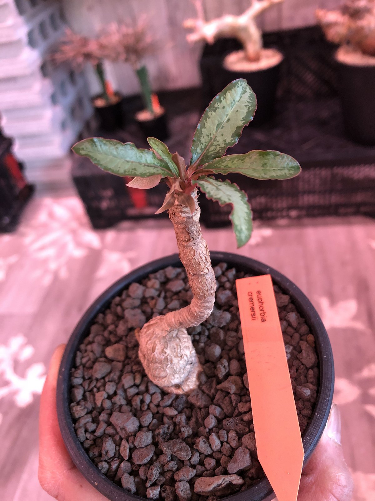 珍品 ユーフォルビア クレメルシー euphorbia cremersii《 L size》※現地球発根後店主国内管理2年株