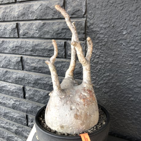 packypodium  gracilius《L L size》店主国内管理３年株※現地球発根済み株‼︎ ※大きなでっぷり球体株で現地焼けの味あるグラキ※mad black bowl pot植え