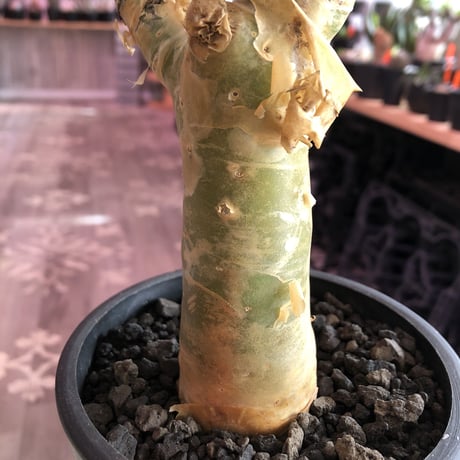 tylecodon  paniculatus《M size》※一番大きく成長する2種類のパニクラーツス‼︎※mad black pot植え　※限定２株